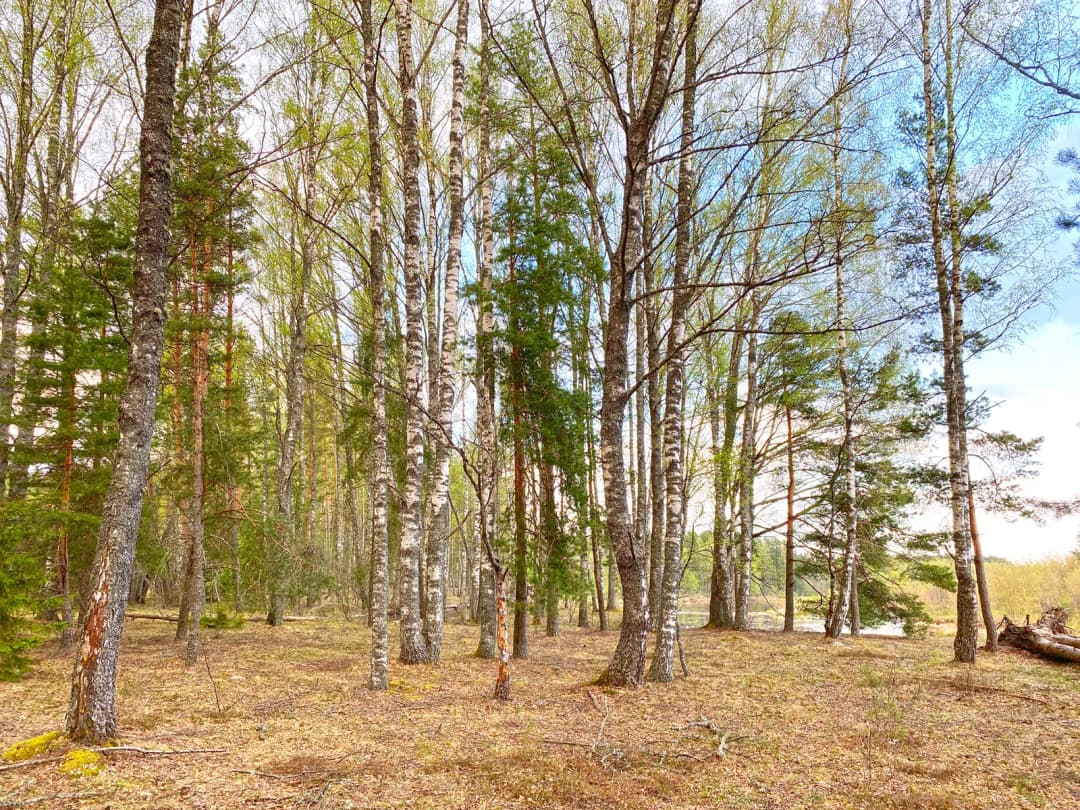 Iļķene, Ādažu pagasts — bilde 3